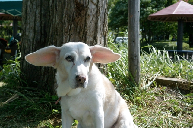 DSC_0237c.jpg