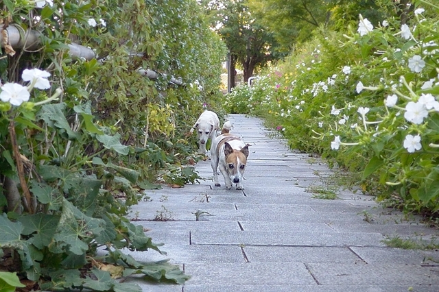 DSC_0328c.jpg