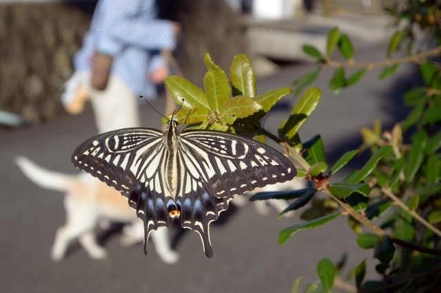 DSC_0345c.jpg