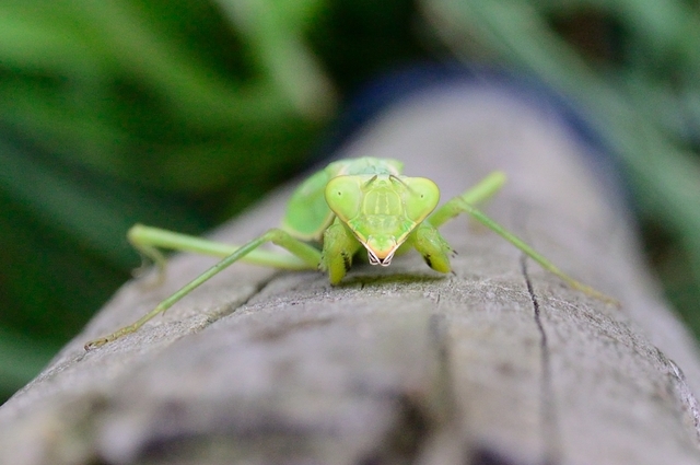 DSC_0538c.jpg