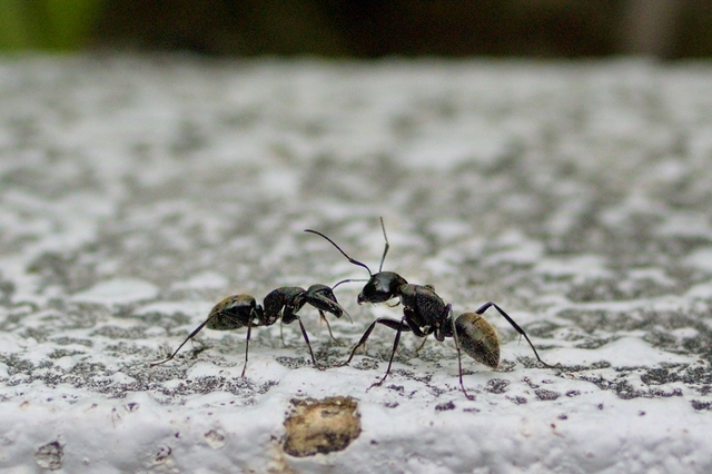 DSC_7148c.jpg