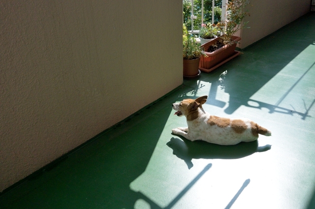 DSC_7487c.jpg
