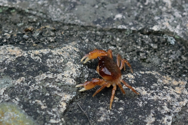 DSC_7717c.jpg