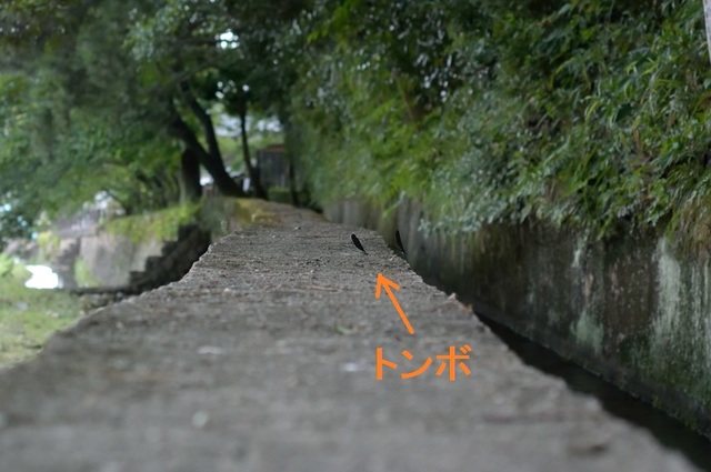 DSC_7722c.jpg